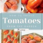 A collage of images shows various stages of freezing tomatoes, including fresh, blanched, and frozen tomatoes on a baking tray. Text on the image reads "How to Freeze Tomatoes from the Garden: Step-by-Step Guide.
