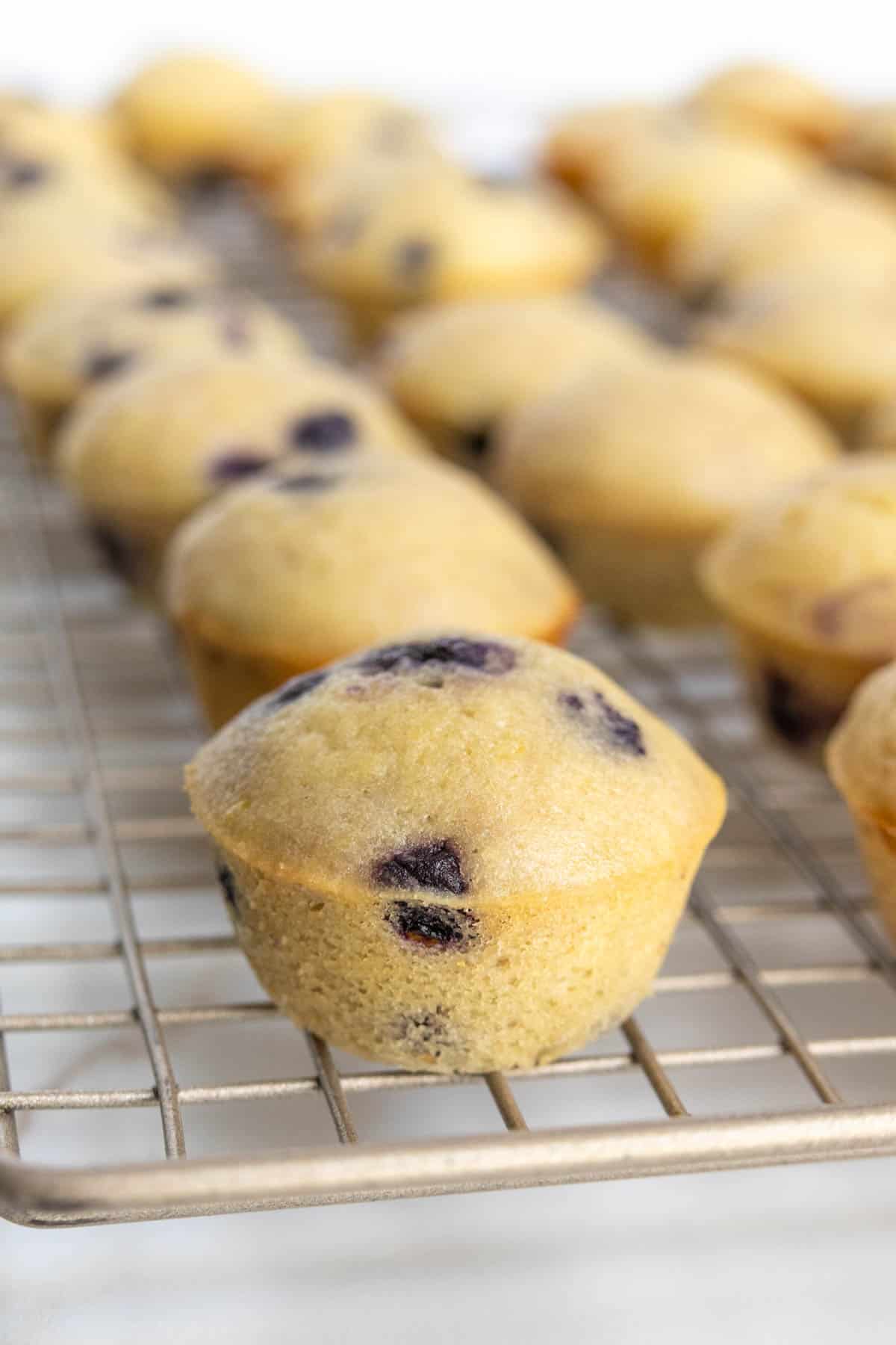 Mini blueberry muffins cooling on a wire rack.